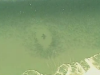 underwater shark picture?